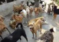 Stray Dog Menace Triggers Fear in Srinagar’s Natipora After Multiple Residents Injured