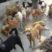 Stray Dog Menace Triggers Fear in Srinagar’s Natipora After Multiple Residents Injured