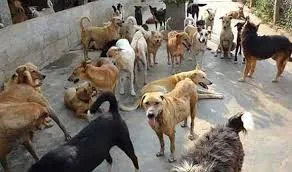Stray Dog Menace Triggers Fear in Srinagar’s Natipora After Multiple Residents Injured