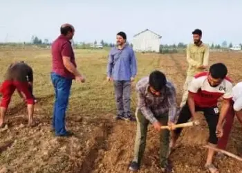 Kashmir’s Saffron Harvest: The Golden Spice of the Valley