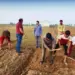 Kashmir’s Saffron Harvest: The Golden Spice of the Valley