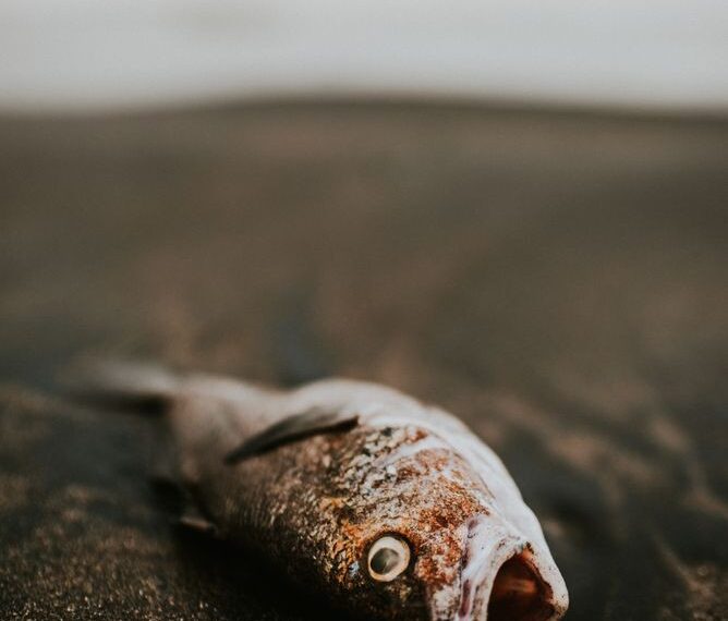 Thousands of fish found dead in Srinagar stream, officials cite lack of oxygen, pollution
