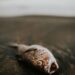 Thousands of fish found dead in Srinagar stream, officials cite lack of oxygen, pollution