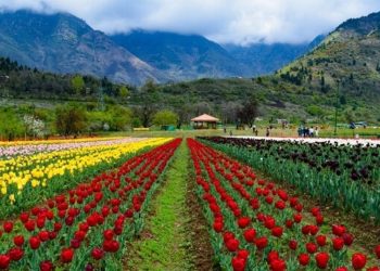 Tulip Garden to be thrown open for public on March 19