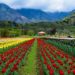 Tulip Garden to be thrown open for public on March 19