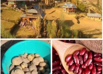 From the Fields of Budnamal to the Markets of Kashmir: The Journey of Potatoes and Rajma