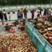 Kashmir’s Apple Crisis: A Climate Wake-Up Call for India’s Agro-Logistics