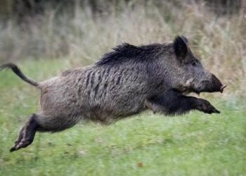 Elderly Woman Injured in Wild Boar Attack in Hajin Bandipora