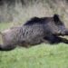 Elderly Woman Injured in Wild Boar Attack in Hajin Bandipora