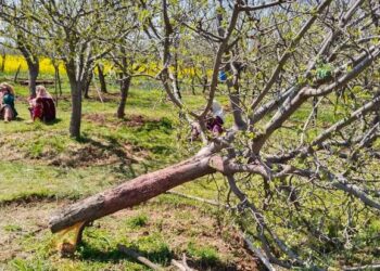 Unknown Miscreants Destroy 200 Apple Trees in Awend Village In Shopian