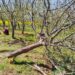 Unknown Miscreants Destroy 200 Apple Trees in Awend Village In Shopian