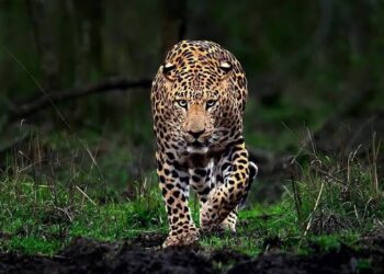 Leopard Drags Away 4-Year-Old Migrant Labourer’s Son at Budgam Brick Kiln