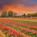Srinagar; Tulip Garden The Eden of Blossoms