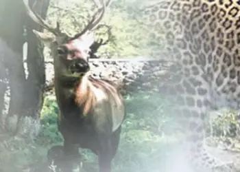 DIVERSE WILDLIFE OF KASHMIR