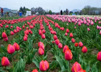 Asia’s Largest Tulip Garden Opens for Visitors in Srinagar