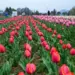 Asia’s Largest Tulip Garden Opens for Visitors in Srinagar