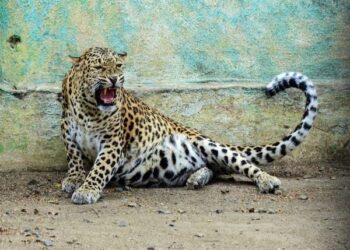 J&K Wildlife Department captures leopard in J&K’s Banihal
