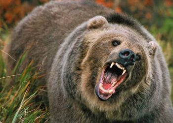 Bear Attack Injures Two in Poonch