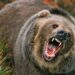 Bear Attack Injures Two in Poonch