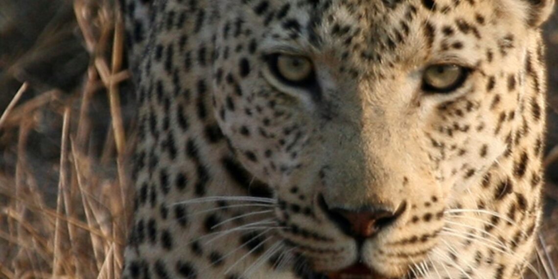 Nine year old girl was critically injured in wild leopard attack