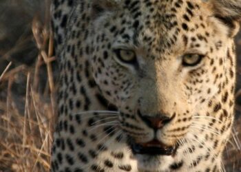 Nine year old girl was critically injured in wild leopard attack