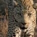 Nine year old girl was critically injured in wild leopard attack