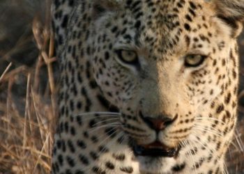 Suspected Leopard Attack in Sharakwara Wagoora Village