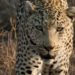 Suspected Leopard Attack in Sharakwara Wagoora Village