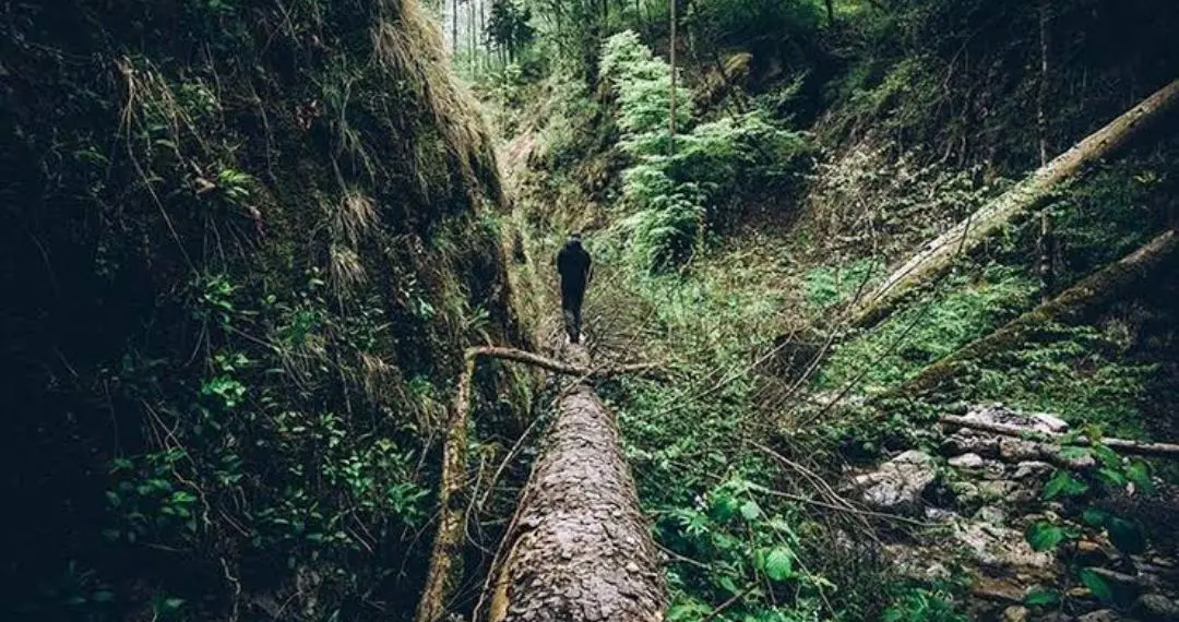 Two Srinagar Boys Missing After Losing Way in Ganderbal Forest