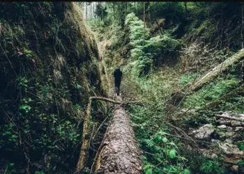 Two Srinagar Boys Missing After Losing Way in Ganderbal Forest