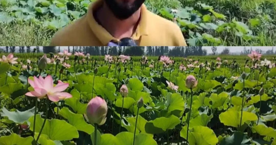 Budgam Farmer Becomes First to Grow Lotus in Waterlogged Field Without Govt Support