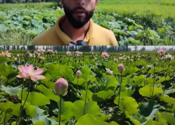 Budgam Farmer Becomes First to Grow Lotus in Waterlogged Field Without Govt Support