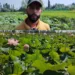 Budgam Farmer Becomes First to Grow Lotus in Waterlogged Field Without Govt Support