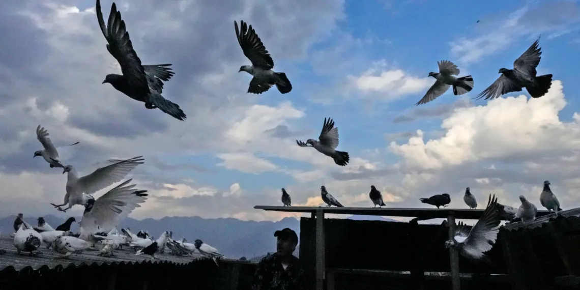 Downtown Srinagar Hosts UDAAN Pigeon Tournament, Reviving Centuries-Old Kabootar Bazi