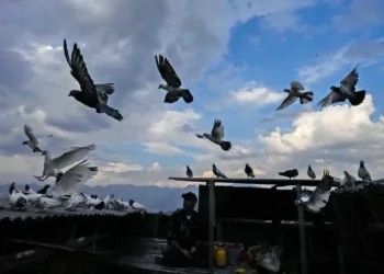 Downtown Srinagar Hosts UDAAN Pigeon Tournament, Reviving Centuries-Old Kabootar Bazi