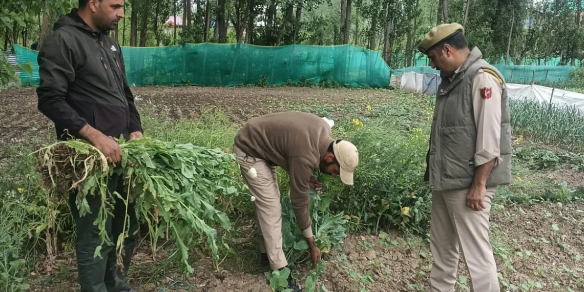 Srinagar Police Intensifies Action Against Illicit Poppy Cultivation under Nasha Mukt Jammu & Kashmir Abhiyan