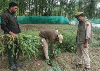 Srinagar Police Intensifies Action Against Illicit Poppy Cultivation under Nasha Mukt Jammu & Kashmir Abhiyan