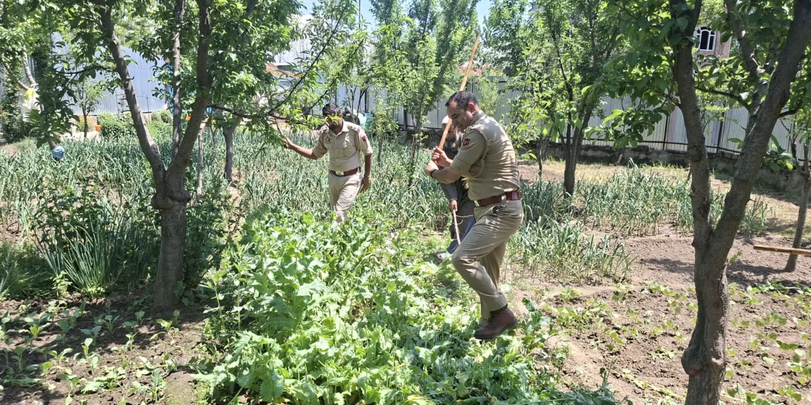 Pulwama Police Intensifies War on Drugs with Multi-Pronged District-Wide Crackdown, CASO at Okhoo, Illegal Cultivation Destroyed
