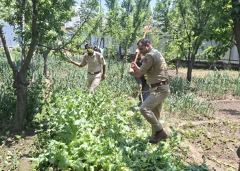 Pulwama Police Intensifies War on Drugs with Multi-Pronged District-Wide Crackdown, CASO at Okhoo, Illegal Cultivation Destroyed
