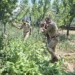 Pulwama Police Intensifies War on Drugs with Multi-Pronged District-Wide Crackdown, CASO at Okhoo, Illegal Cultivation Destroyed