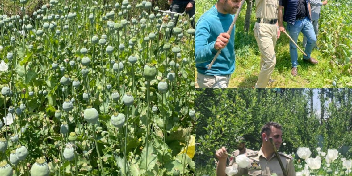 Police destroys Poppy cultivation in Baramulla