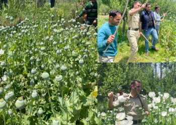 Police destroys Poppy cultivation in Baramulla