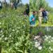 Police destroys Poppy cultivation in Baramulla