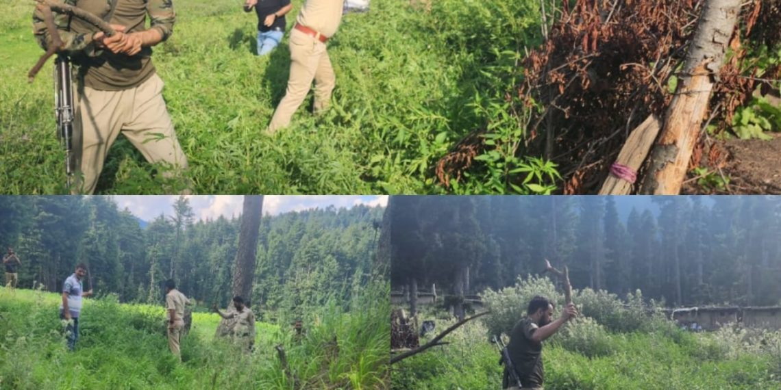 Police destroys wild cannabis in Baramulla