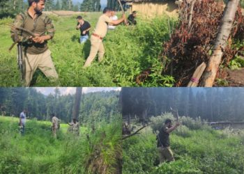 Police destroys wild cannabis in Baramulla