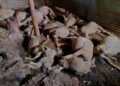 16 Sheep Killed, 17 Injured in Leopard Attack in Budgam