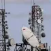 Centre Gives Telecom Powers to J&K LG Under Telecommunications Act