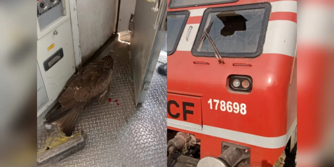 Locomotive Pilot Hurt as Eagle Collides with Train Between Bijbehara and Anantnag