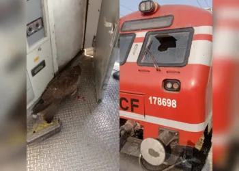 Locomotive Pilot Hurt as Eagle Collides with Train Between Bijbehara and Anantnag
