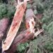 Three Cows Killed After Lightning Strikes Tree in Larnoo’s Bidhard Village; Poor Families Seek Compensation